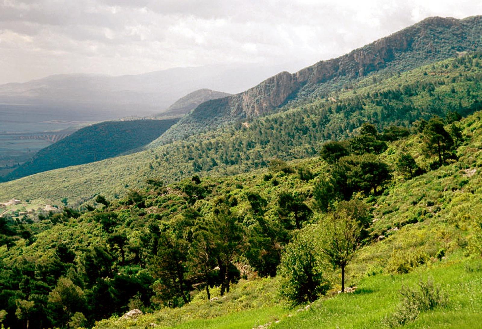 Green, pine-forested slopes of the Syrian coastal mountains
